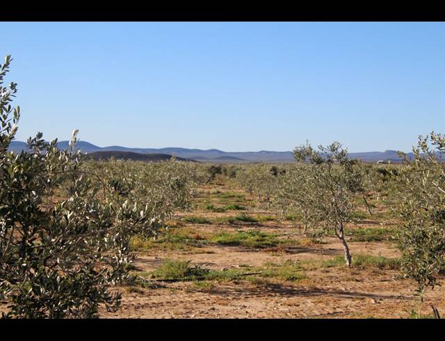 15HA FARM FOR SALE IN PRINCE ALBERT RURAL